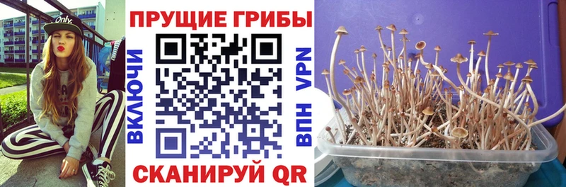 Галлюциногенные грибы ЛСД  наркота  mega как зайти  Ртищево 